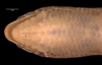 Media type: image;   Herpetology R-6484 Aspect: head ventral
